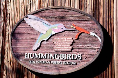 hummingbirds-arizona_az_130