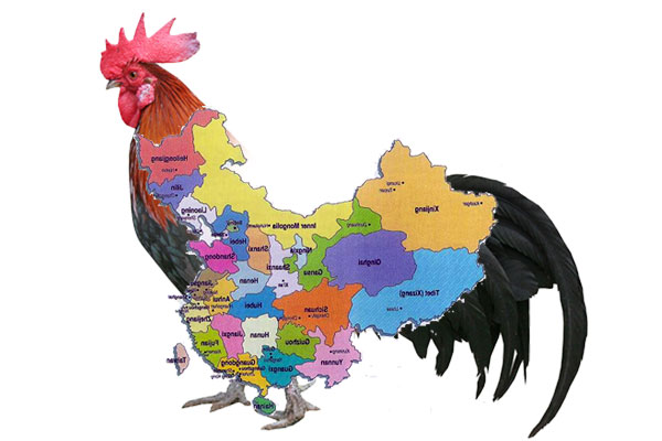 China Birds avian flu