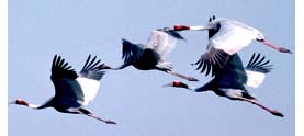 Bahratpur Birds sanctuary Rajasthan India Travel