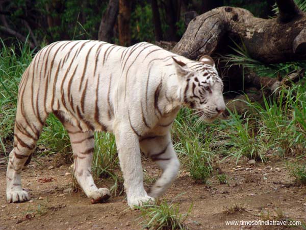 hyderabad-zoo2